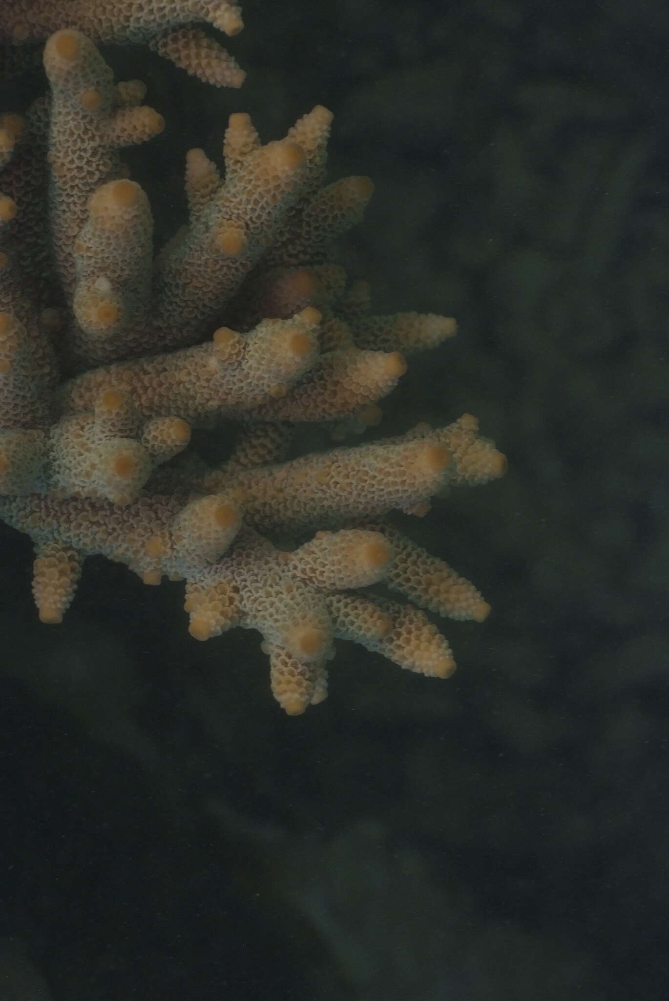 Imagem de Acropora spathulata (Brook 1891)