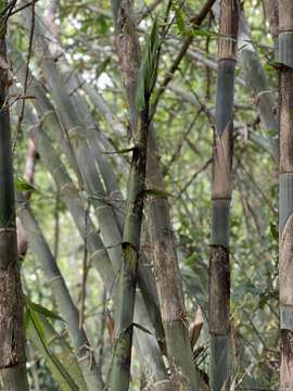 Imagem de Gigantochloa apus (Schult. fil.) Kurz