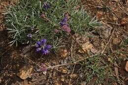 Image of Engelmann's desertparsley