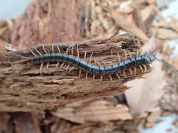 Image of Scolopendra japonica L. Koch 1878