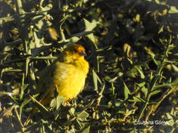 Image of Sicalis flaveola pelzelni Sclater & PL 1872