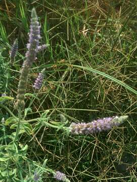 Imagem de Mentha longifolia (L.) Huds.