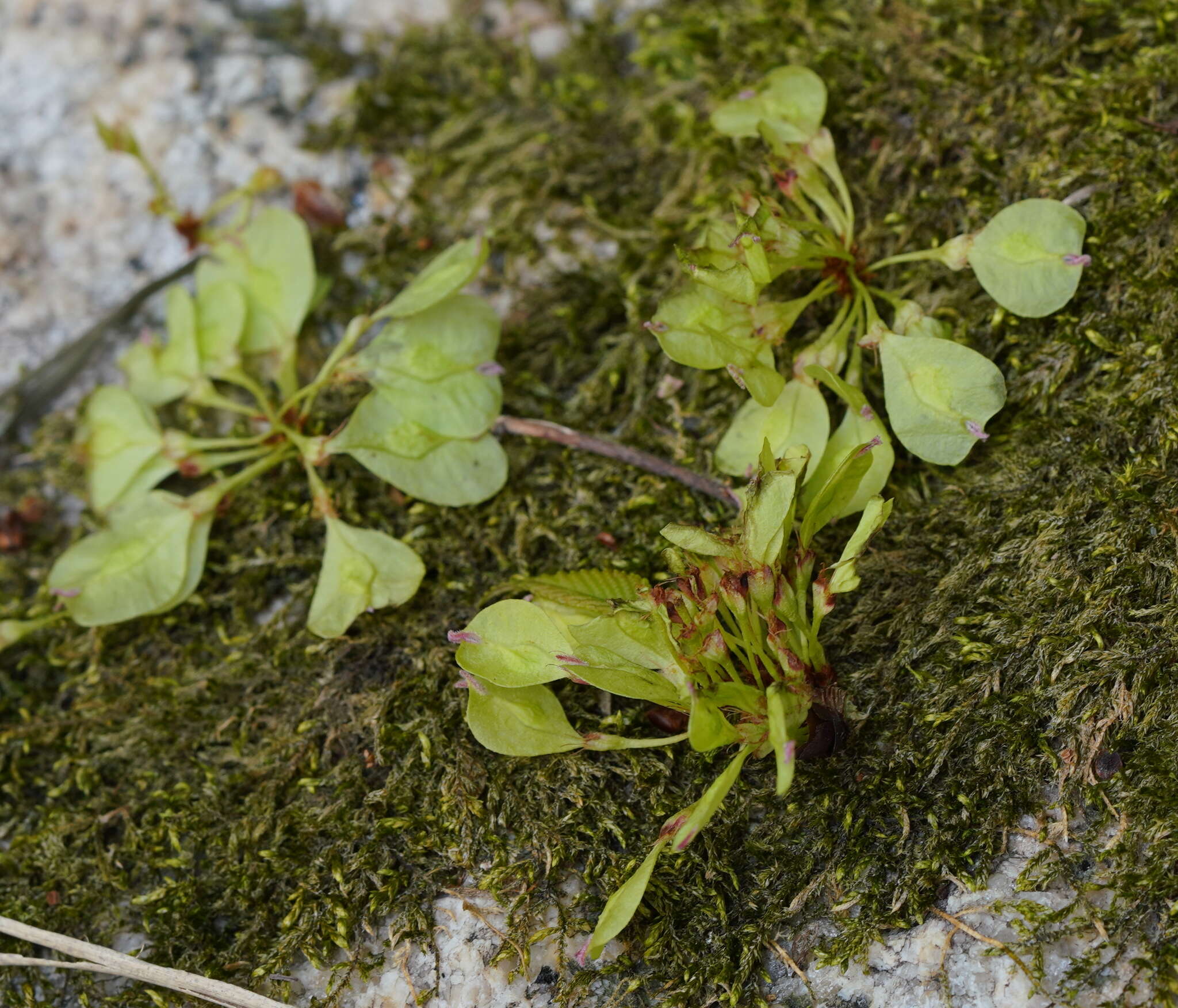 Image of Ulmus uyematsui Hayata