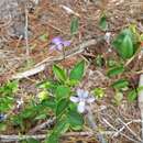 Sivun Viola capillaris Pers. kuva