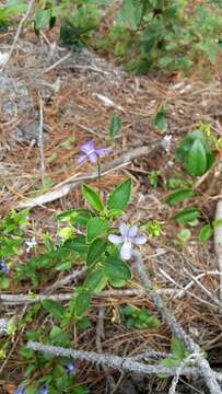 Image of Viola capillaris Pers.