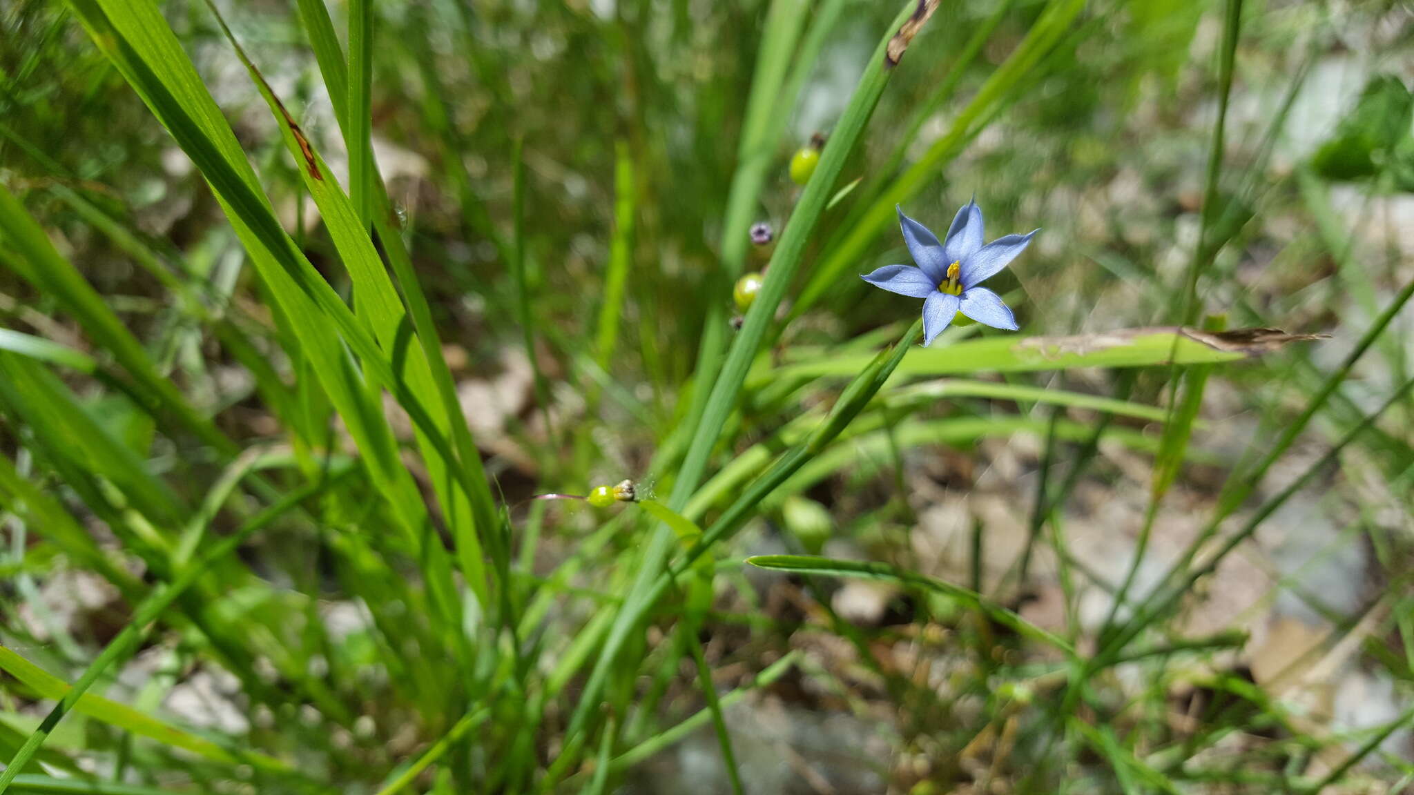 Image of eastern blue-eyed grass