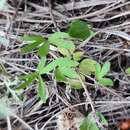 Image of Ranunculus pedatus subsp. silvisteppaceus (Dubovik) A. G. Elenevskii & T. G. Derviz-Sokolova