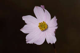 Image of Cosmos diversifolius Otto