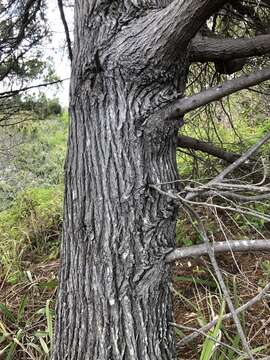 Image of Cypress Pine