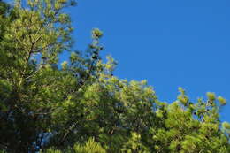 Image of Pinus nigra subsp. pallasiana (Lamb.) Holmboe