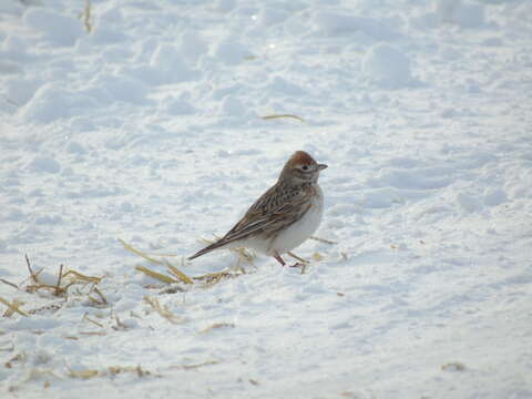 Image of White-winged Lark