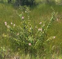 Image de Kosteletzkya pentacarpos (L.) Ledeb.