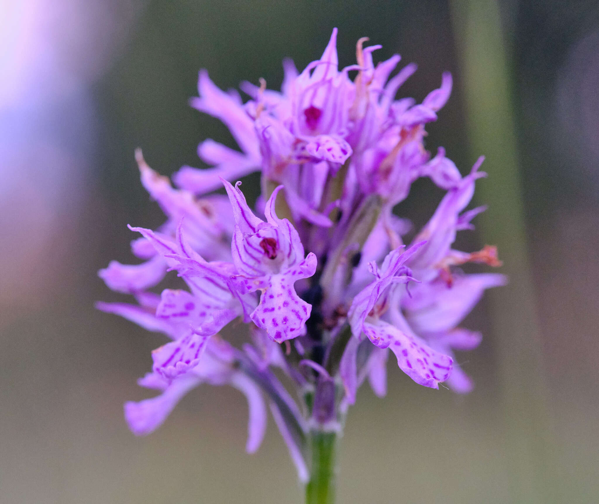 Image de Neotinea tridentata subsp. tridentata