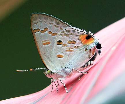 Слика од Hypolycaena sipylus giscon Fruhstorfer 1912