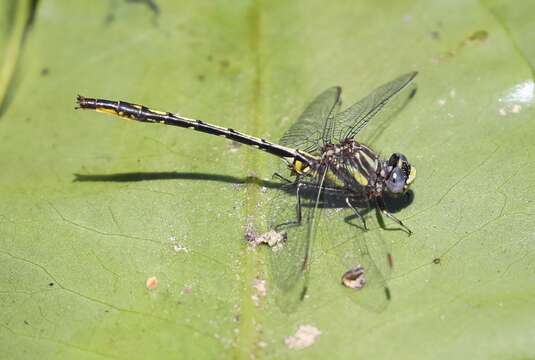 Image of Phanogomphus diminutus (Needham 1950)