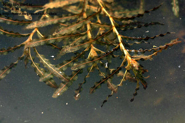 Image of Curled Pondweed