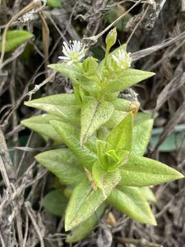 Image of beach starwort