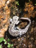 Image of Mount Lyell Salamander