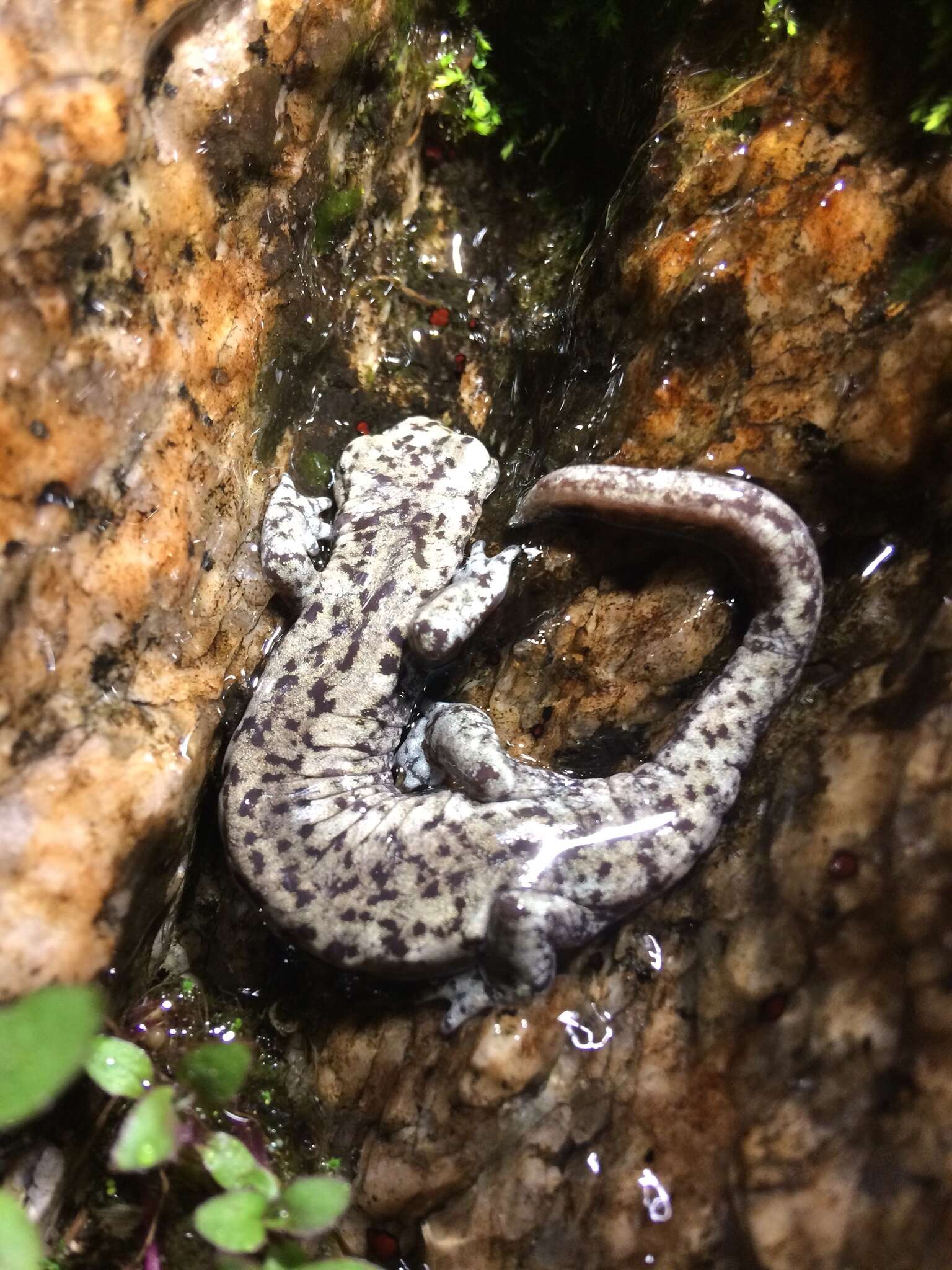 Image of Mount Lyell Salamander