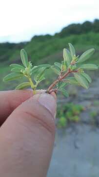 Image of Euphorbia incerta Brandegee