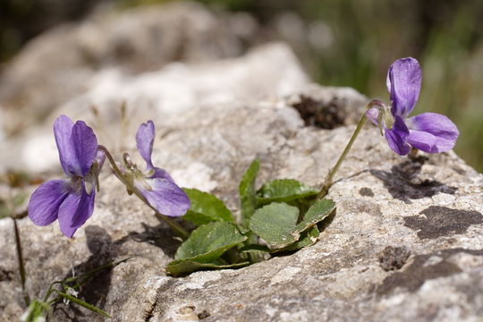 Image of <i>Viola jaubertiana</i> Marès & Vigineix