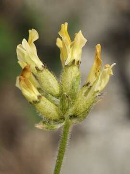 Oxytropis recognita Bunge resmi