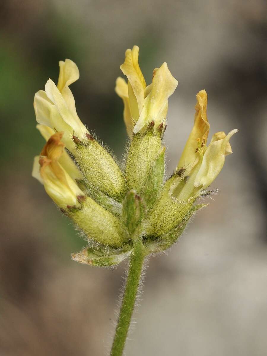 Image de Oxytropis recognita Bunge