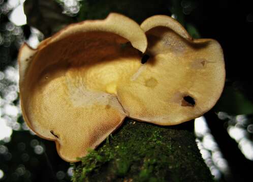 Imagem de Polyporus epitheloides Nakasone 2015