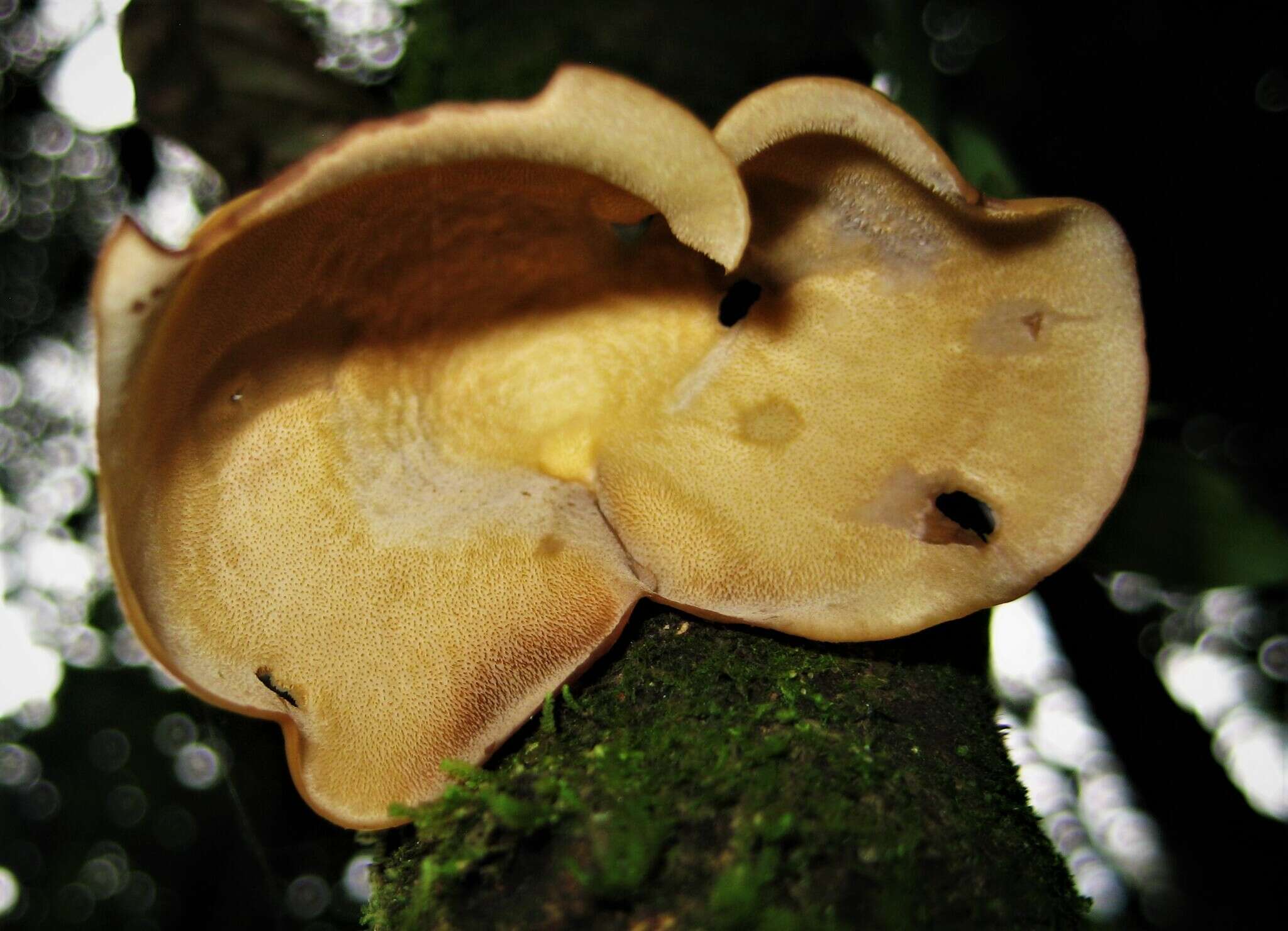 Sivun Polyporus epitheloides Nakasone 2015 kuva