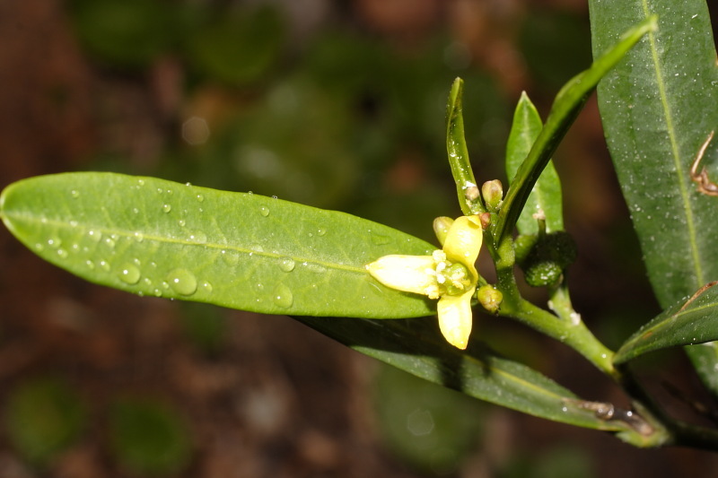 Cneorum tricoccon (rights holder: biodivinf)