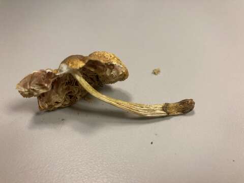 Image of Pluteus mammillatus (Longyear) Minnis, Sundb. & Methven 2006