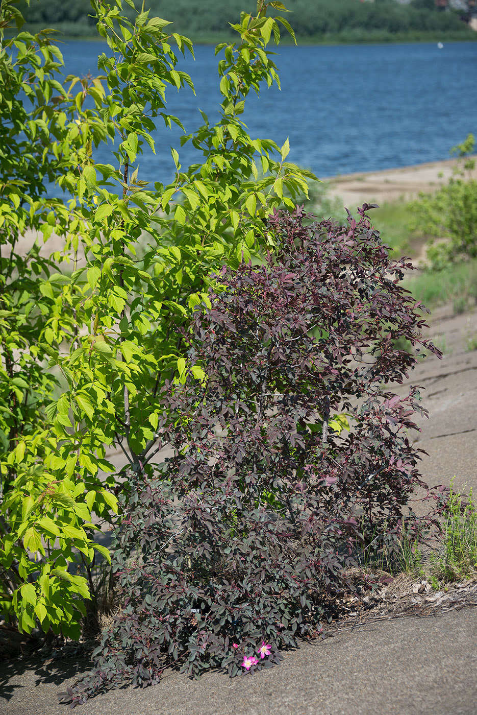 Plancia ëd Rosa glauca Pourret