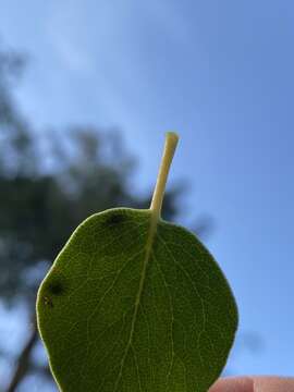 Plancia ëd Phyllonorycter manzanita (Braun 1925)