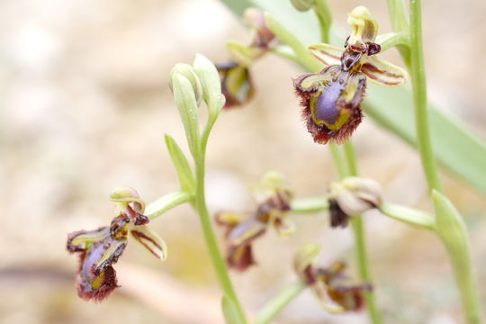 Image of Mirror orchid