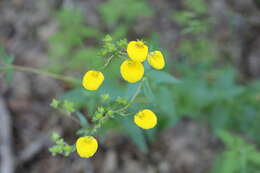 Image of Calceolaria undulata Benth.