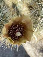 Image of Cylindropuntia sanfelipensis (Rebman) Rebman