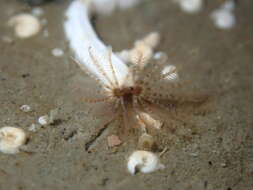 Image of Serpulid tubeworm