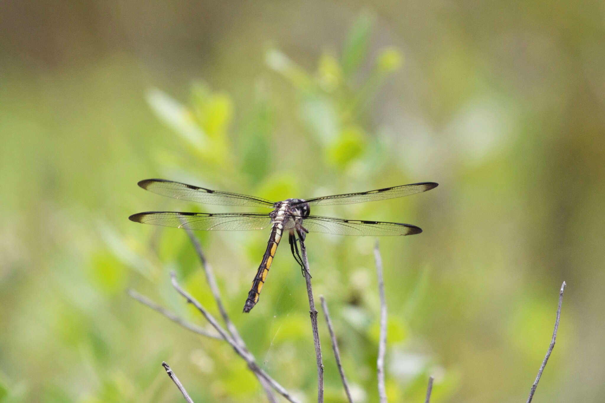 Image of Bar-winged Skimmer