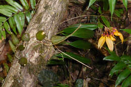 Image of Bulbophyllum retusiusculum Rchb. fil.