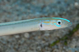 Image of Gunnellichthys monostigma