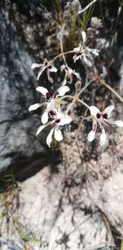 Image of Pelargonium trifoliolatum (Eckl. & Zeyh.) Steud.