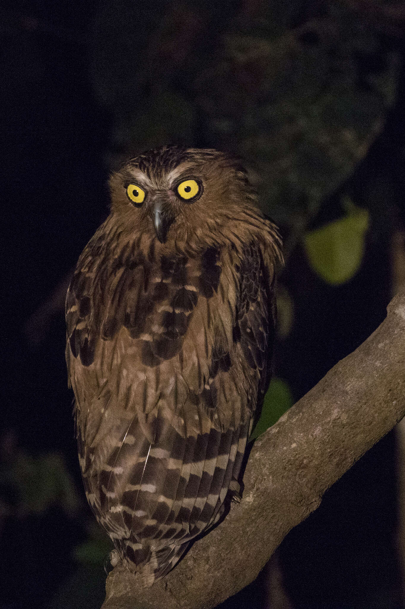 Image of Buffy Fish Owl