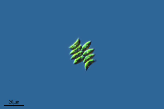 Image of <i>Scenedesmus acutus</i>