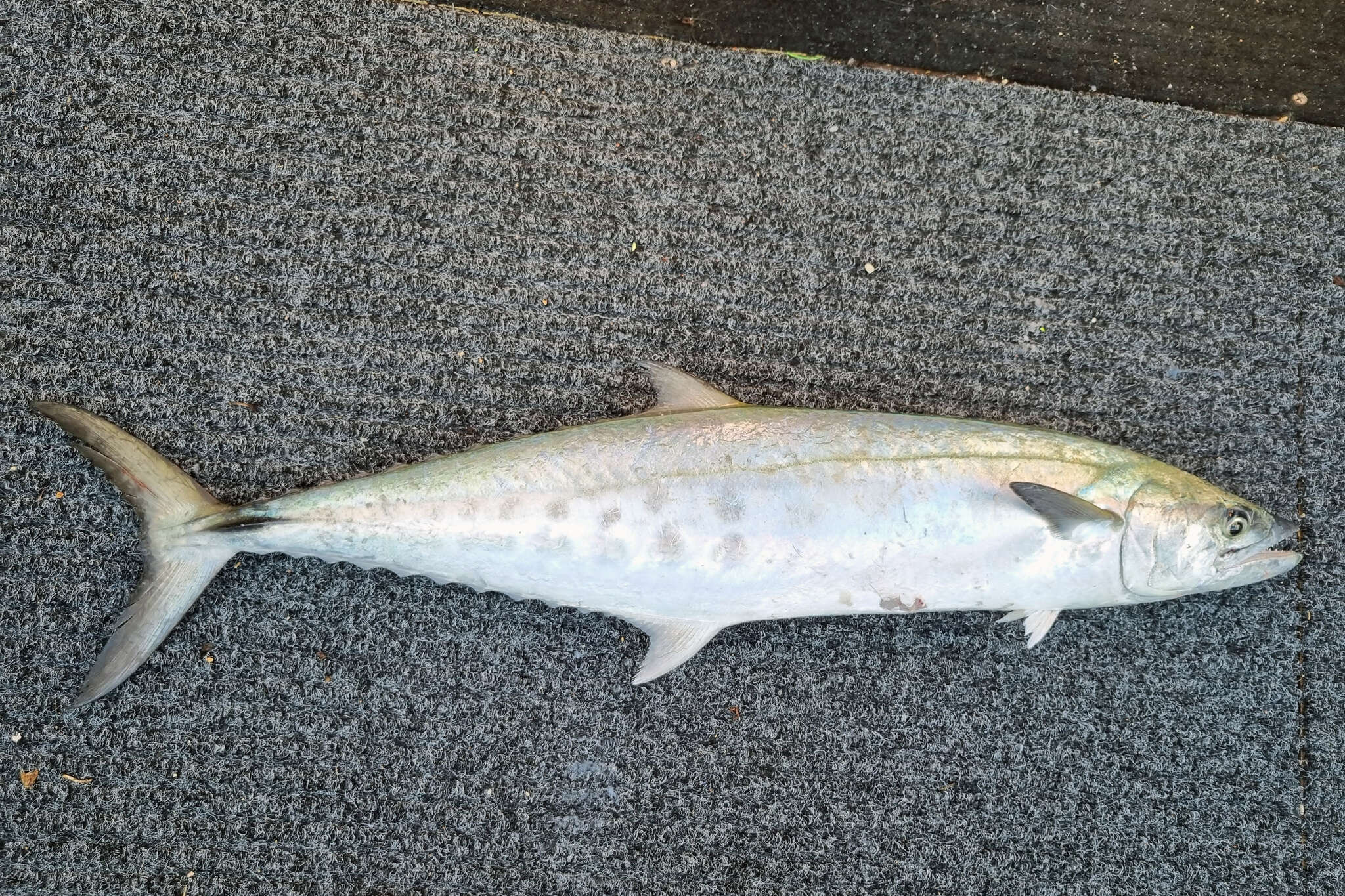 Image of School Mackerel