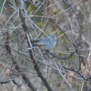 Image of Chestnut-vented Warbler