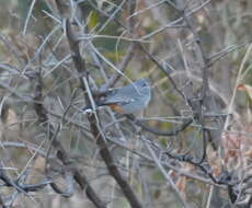 Image of Chestnut-vented Warbler