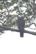 Image of Barred honey buzzard