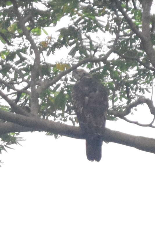 Image of Barred honey buzzard