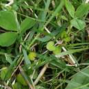 Image of Epilobium nummularifolium R. Cunn. ex A. Cunn.