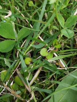 Imagem de Epilobium nummularifolium R. Cunn. ex A. Cunn.